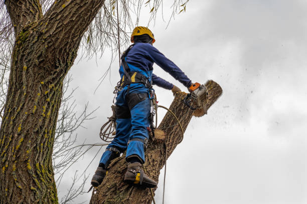 How Our Tree Care Process Works  in  Tishomingo, OK